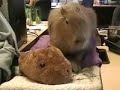This video shows 13-month-old Caplin Rous at work. He mostly sleeps on the job, but where?