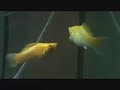 Fish Sex Fish Sex
