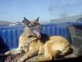 german shepherd wears doggles