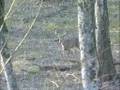 XXX Dont Watch- Bowhunter's Only- Keith Bennett Bow Kill