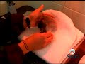 Baby Gentoo Penguin Chick 222