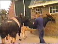 Cows mating