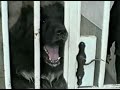 karabah kir�lya kennel 2