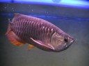 arowana rtg arowana rtg