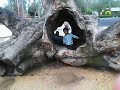 EN EL INTERIOR DE UN ÁRBOL