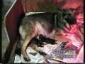 German Shepherd Dog Dutchess giving birth