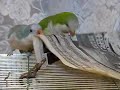 新聞紙オキナ　Quaker parrot play a newspaper