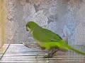 新聞紙オキナ　Quaker parrot play a newspaper