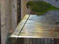 新聞紙オキナ　Quaker parrot play a newspaper
