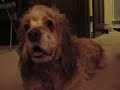 Techno dog