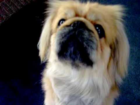 my very handsome pekingese
