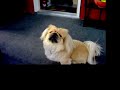 my very handsome pekingese