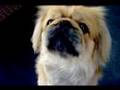 Pekingese video