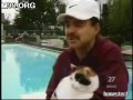 Diving Cat. Wow~~~Amazing!