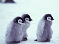 Save Our Animals
