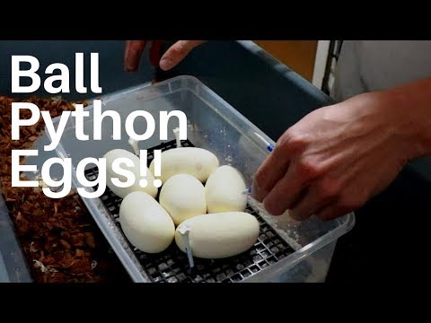 YouTube reptile video