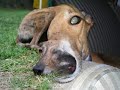 Adopt a Greyhound and experience love Adopt a Greyhound and experience love