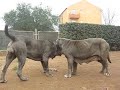 Perlita and Eshli