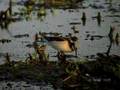 videos de Wilson's Phalarope