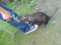 Nutria F�tterung
