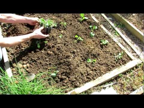 how to transplant kale