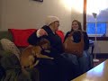 Cute Puppy! Female Lab/Shepard mix
