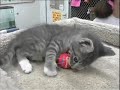 Cute Kittens At The Animal Shelter Cute Kittens At The Animal Shelter