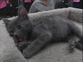 Cute Kittens at the Animal Shelter