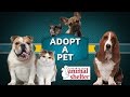 Cute Kittens at the Animal Shelter