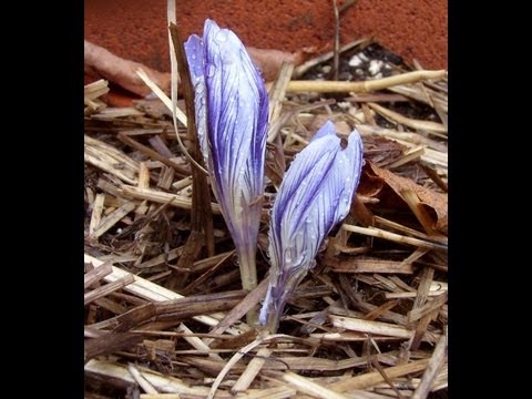 how to grow saffron