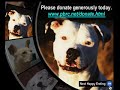Happy Endings - Pit Bull Rescue Central