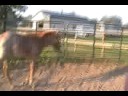 2008 Red Roan WP Pleasure Colt (Drivin to a Goodbar) 2008 Red Roan WP Pleasure Colt (Drivin to a Goodbar)