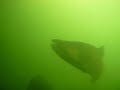 diving with chinook salmon