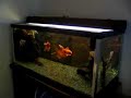 My two tanks
