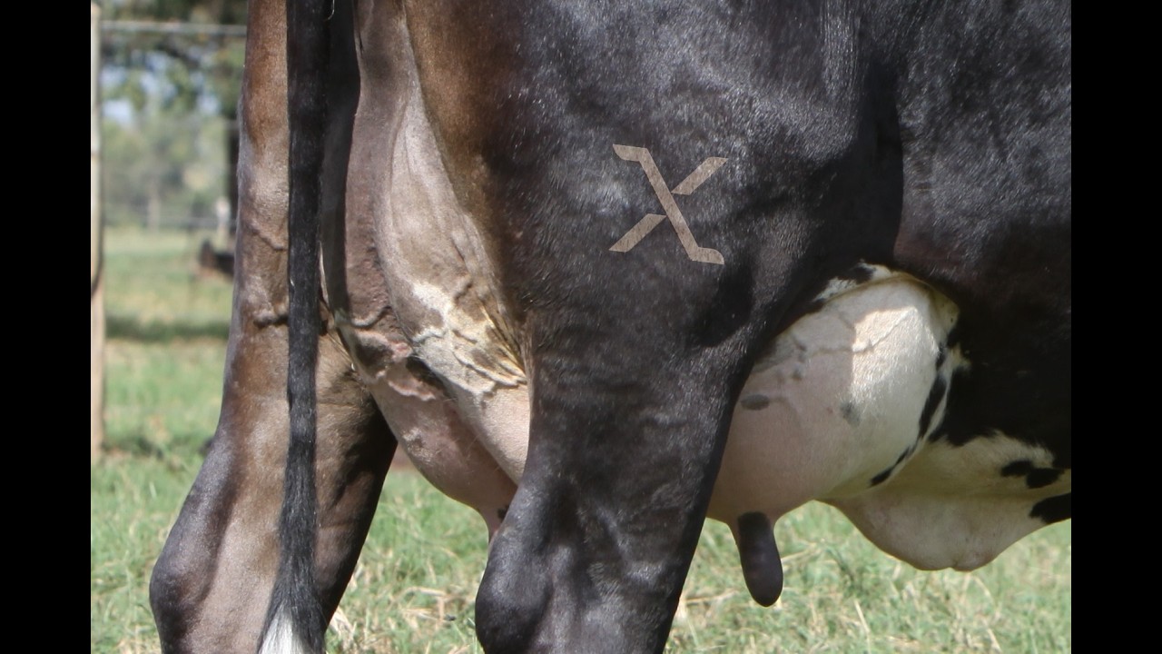 91ª EXPOZEBU - LANÇAMENTO F1 MAX