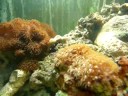 side scroll saltwater aquarium