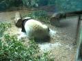Panda playing ice