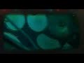 todos tus muertos en vivo.
tema: dale aborigen.