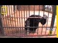 Genius Chimp Outsmarts Tube
