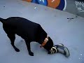 ペルと長靴