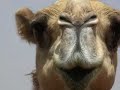 Discover Riyadh, Saudi Arabia Like Never Before Discover Riyadh, Saudi Arabia Like Never Before