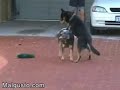 degenerated dog   el perro degenerado