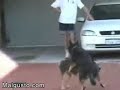 degenerated dog   el perro degenerado