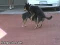 degenerated dog   el perro degenerado