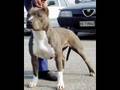 HARD CORE PITBULLS
