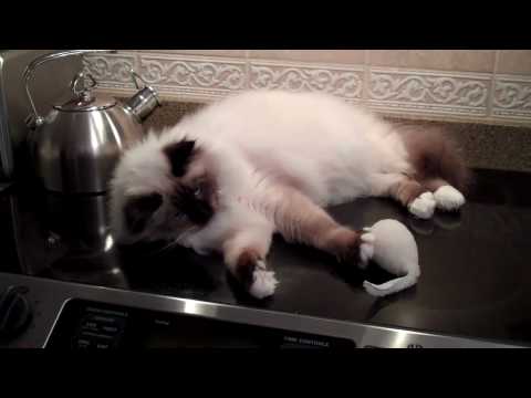 birman