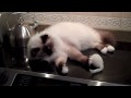 George, the Busy Birman Kitten