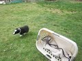 7 week old sheltie outdoor adventure part 3