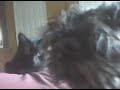 Miniature Schnauzer~Sisco Snapping Turtle