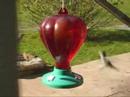 Hummingbirds on Feeder Hummingbirds on Feeder